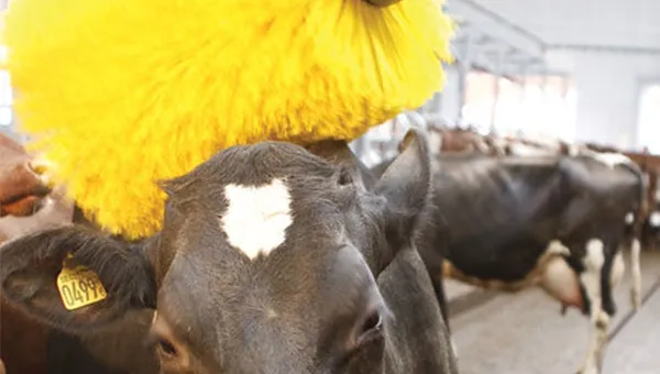 Enhancing Milk Production: Harnessing the Power of Cow Brushes